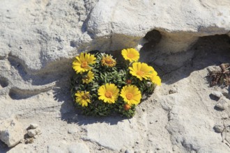 Yellow Sea Aster plant in flower, Asteriscus maritimus, Cabo de Gata natural park, Almeria, Spain,