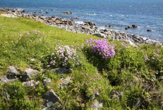 sea thrift (Armeria maritima), in flower, Lowland Point, Lizard Peninsula, Cornwall, England, UK