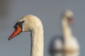 Mute swan (Cygnus olor) portrait on the water of a lake, Bas-Rhin, Alsace, Grand Est, France,