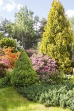 Decorative trees. shrubs and flowers in the garden: spruce, arborvitae, pine, fir, juniper,