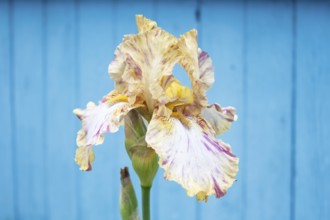 Beautiful multicolored iris flower on blue wooden background bloom in the garden. Close up,