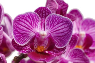 Beautiful orchids of different colors on white and grey background. Phalaenopsis hybrids. Close up