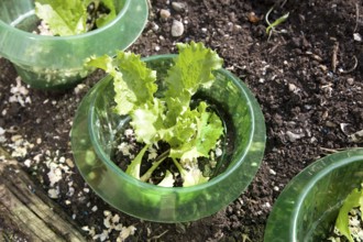 Young lettuce plants protected from insects by plastic container, UK