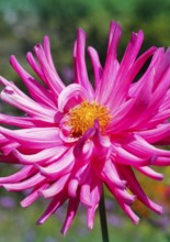 Deer antler dahlias (Dahlia), North Rhine-Westphalia, Germany, Europe