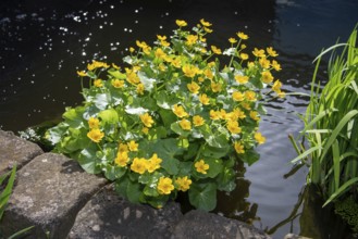 Yellow flowers on green water plants at the edge of a body of water, marsh marigold, Germany,