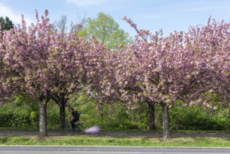 Cyclist riding along a road by trees covered with cherry blossoms, Japanese ornamental cherries,