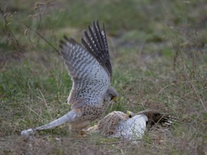 Two common kestrels (Falco tinnunculus) fighting on the ground