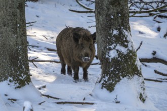 Wild boar (Sus scrofa), in the snow, Vulkaneifel, Rhineland-Palatinate, Germany, Europe