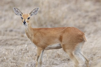 Steenbok (Raphicerus campestris), adult female standing alert, looking at camera, animal portrait,