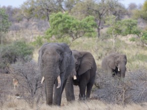 African bush elephants (Loxodonta africana), herd of adult male elephants walking, leaving the