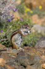 Barbary ground squirrel (Atlantoxerus getulus) or North African bristle squirrel, Fuerteventura,