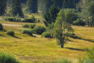 Vegetation in the Rothenthurm raised bog. Canton Schwyz, Switzerland, Europe