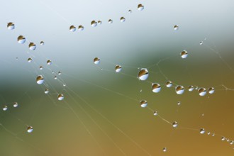 Dewdrops on a spider's web, Switzerland, Europe