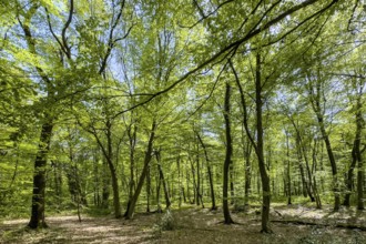 Beech forest beeches (Fagus) trees deciduous trees sprout leaves in green mixed deciduous forest in