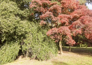 Japanese maple tree in autumn colour, Acer Palmatum, National arboretum, Westonbirt arboretum,