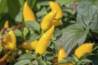 Capsicum annuum, small yellow capsicum as an ornamental plant, Germany, Europe