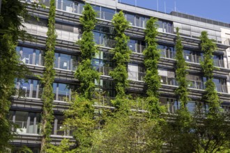 Facade greening on a residential building in the city centre of Frankfurt am Main