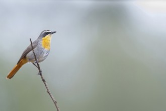 Cossypha caffra, family of flycatchers, Underberg surroundings, Underberg, KwaZulu-Natal, South