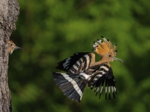 Hoopoe, (Upupa epops), take-off from the breeding den, family Hoopoes, formerly Rackenvögel, Hides