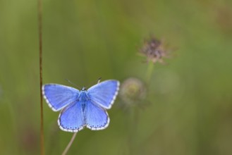 Adonis blue (Lysandra bellargus), butterfly, macro, insect, insects, Kaiserstuhl,