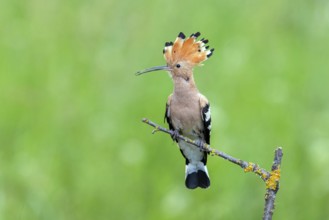 Hoopoe, (Upupa epops), on perch, hoopoe family, formerly raptors, Hides de El Taray / Lesser Kestr,