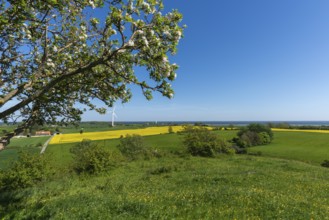 View from Hatbakken Fakkebjerg, Bagenkop, Langeland, agriculture, rapeseed cultivation, apple