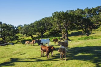 Cows in fantastic magical idyllic Fanal Laurisilva forest with centuries-old til trees. Madeira