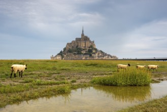 Mont Saint Michel, rocky monastery island in the Wadden Sea, sheep, Le Mont Saint Michel, Normandy,