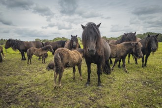 Horses, herd, herd of horses, cloudy sky, gloomy, Losser, Netherlands