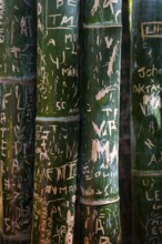 Bamboo, trunk with carved signs, message, plant, Marrakech, Morocco, Africa