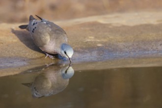 Black-billed wood dove (Turtur abyssinicus), drinking water, Tendaba camp / Tendaba photo hid,