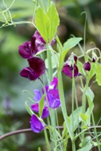 Sweet pea (Lathyrus odoratus), flower, North Rhine-Westphalia, Germany, Europe