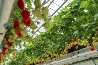 Strawberry cultivation in a greenhouse, strawberry plants with berries at different stages of