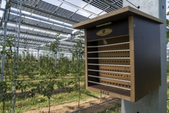 Agri-photovoltaic test plant, an apple orchard with two different systems of PV modules was roofed