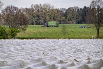 Asparagus fields, asparagus stems under foil, for faster growth, near Kirchhellen, district of