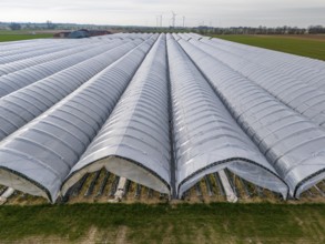 Open field strawberry cultivation in a foil greenhouse, young strawberry plants growing, near