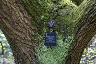 Cemetery forest, burial place in the forest, in biodegradable urns, under trees, Niederkrüchten,