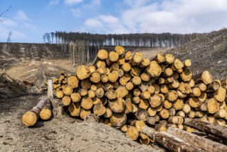 Cleared forest area north of the village of Öventrop, district of Arnsberg, dead spruce stands were