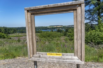 Reforestation in the Arnsberg forest above the Möhnesee, Soest district, citizens' forest project,