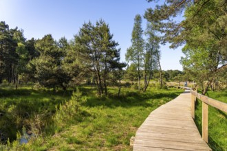 Diersfordter Wald, north of Wesel, nature park with oak and beech forests, glacial sand dunes,