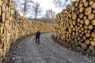 Felled, stacked spruce trunks, forest dieback in the Arnsberg Forest nature park Park, over 70 per