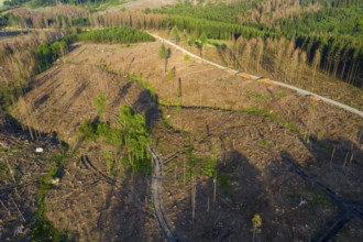 Forest dieback in the Arnsberg Forest nature park Park, cleared areas, over 70 per cent of the