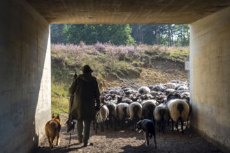 Herd of Heidschnucken, in the Höpener Heide, on the way back to the stable, running through a road