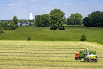 Hay harvest, on a Rhine meadow near Duisburg-Beeckerwerth, a forage harvester picks up the cut