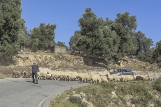 Flock of sheep running sheep running in front of shepherd on blocking road small country road