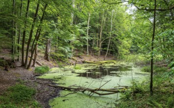 Landscape at Hellsee in Lanke, Bernau, Brandenburg, Germany, Europe