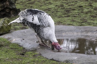 Cröllwitz turkeys (Meleagris gallopavo f. domestica), Tierpark Nordhorn, Lower Saxony, Germany,