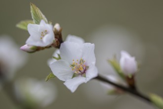 Japanese almond cherry (Prunus tomentosa), Emsland, Lower Saxony, Germany, Europe