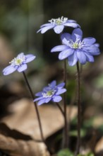 Liverwort (Hepatica nobilis), North Rhine-Westphalia, Germany, Europe