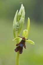 Fly orchid (Ophrys insectifera), Lower Saxony, Germany, Europe